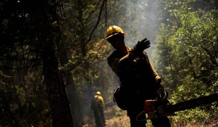 firefighter cutting trees