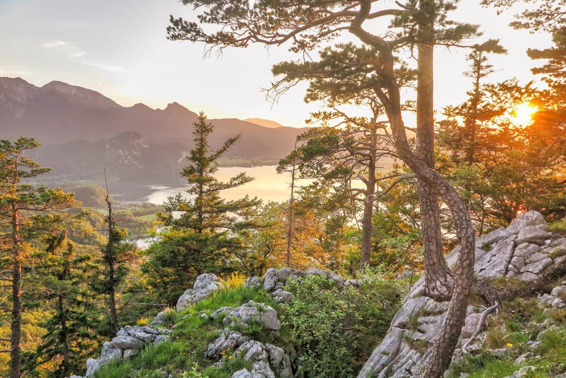 trees and granite boulders