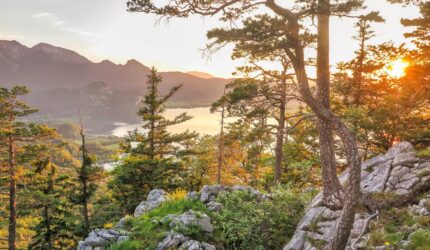 trees and granite boulders